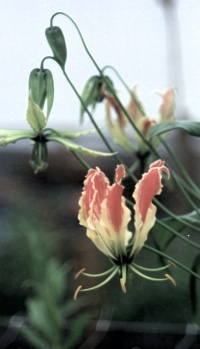 Pink Gloriosa