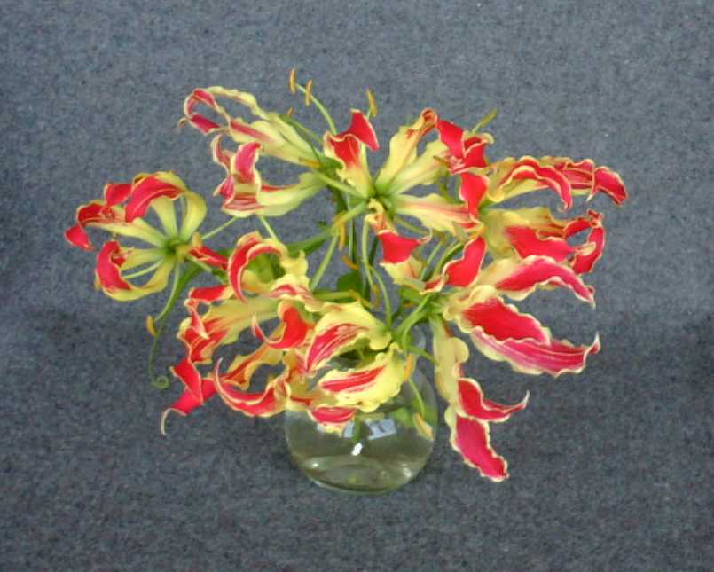 Red/Yellow Superba